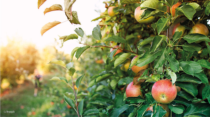 Nahaufnahme von reifen roten Äpfeln an einem grünen Apfelbaum mit unscharfem Hintergrund eines Obstgartens bei Sonnenuntergang